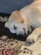Labrador Retriever Puppies for sale in Bellerose, NY 11001, USA. price: NA