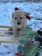 Labrador Retriever Puppies for sale in Greycliff, MT, USA. price: $350
