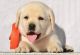 Labrador Retriever Puppies for sale in RT Nagar, Bengaluru, Karnataka 560032, India. price: 20000 INR