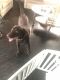 Labrador Retriever Puppies for sale in Milwaukee, WI, USA. price: $60,000