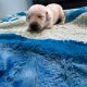 Labrador Retriever Puppies for sale in Holden, ME 04429, USA. price: NA