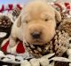 Labrador Retriever Puppies for sale in Newark, OH, USA. price: $1,000