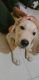 Labrador Retriever Puppies for sale in Bhopal, Madhya Pradesh, India. price: 13000 INR
