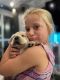 Labrador Retriever Puppies for sale in Jupiter, FL, USA. price: $1,500