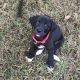 Labrador Retriever Puppies for sale in Atlanta, GA, USA. price: $200