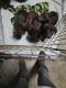 Labrador Retriever Puppies for sale in Eaton, IN 47338, USA. price: $500