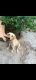 Labrador Retriever Puppies for sale in Beed, Maharashtra 431122, India. price: 9500 INR