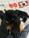 Labrador Retriever Puppies for sale in Aventura, FL 33180, USA. price: NA
