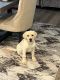 Labrador Retriever Puppies for sale in Castle Rock, CO 80104, USA. price: $800