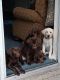Labrador Retriever Puppies for sale in Oviedo, FL, USA. price: $1,800