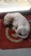 Labrador Retriever Puppies for sale in Ahmedabad, Gujarat, India. price: 13000 INR