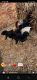 Labrador Retriever Puppies for sale in Lancaster, MO 63548, USA. price: NA