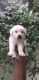 Labrador Retriever Puppies for sale in Nagaram main road, Chakripuram Rd, SV Nagar, Cherlapalli, Secunderabad, Telangana 500062, India. price: 17000 INR