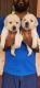 Labrador Retriever Puppies for sale in Aroor gram panchayat, Kochi, Kerala 688534, India. price: 12000 INR
