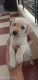 Labrador Retriever Puppies for sale in Doraha, Punjab 141421, India. price: 6000 INR