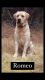 Labrador Retriever Puppies for sale in Shingle Springs, CA 95682, USA. price: $500