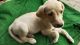 Labrador Retriever Puppies for sale in 474001, Huzrat Pull, Lohiya Bazaar, Gwalior, Madhya Pradesh 474009, India. price: 5000 INR