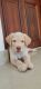 Labrador Retriever Puppies for sale in Thalassery, Kerala, India. price: 5500 INR