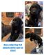 Labrador Retriever Puppies for sale in Lambert, MS, USA. price: NA