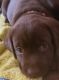 Labrador Retriever Puppies for sale in Columbia, MO, USA. price: $400