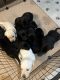 Labrador Retriever Puppies for sale in Eau Claire, WI, USA. price: NA