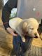 Labrador Retriever Puppies for sale in Valley Hi Dr, San Antonio, TX, USA. price: $600