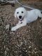 Labrador Retriever Puppies for sale in Cleveland, TN, USA. price: NA