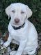 Labrador Retriever Puppies for sale in Vandalia, MI 49095, USA. price: NA