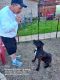 Labrador Retriever Puppies for sale in Foley, AL, USA. price: NA