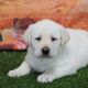 Labrador Retriever Puppies for sale in Atlanta, GA, USA. price: $2,800