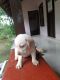 Labrador Retriever Puppies for sale in Kuravilangad, Kerala, India. price: 10000 INR