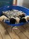 Labrador Retriever Puppies for sale in Valley Hi Dr, San Antonio, TX, USA. price: NA