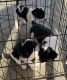 Labrador Retriever Puppies for sale in Brandon, MS, USA. price: $15,000