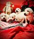 Labrador Retriever Puppies for sale in Molalla, OR 97038, USA. price: $80,000