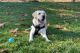 Labrador Retriever Puppies for sale in San Luis Obispo, CA, USA. price: $1,000