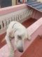 Labrador Retriever Puppies for sale in MKB Nagar, Mahakavi Bharathi Nagar, Vyasarpadi, Chennai, Tamil Nadu 600039, India. price: 5000 INR