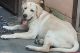 Labrador Retriever Puppies for sale in Deoband, Uttar Pradesh 247554, India. price: 12000 INR