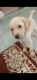Labrador Retriever Puppies for sale in Beeramguda, Ramachandrapuram, Telangana 502032, India. price: 12000 INR