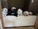 Labrador Retriever Puppies for sale in Grovetown, GA 30813, USA. price: $485