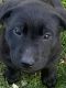 Labrador Retriever Puppies for sale in Holley, NY 14470, USA. price: NA
