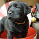 Labrador Retriever Puppies for sale in Middleton, ID 83644, USA. price: $1,000