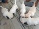 Labrador Retriever Puppies for sale in Kothagudem, Telangana, India. price: 12000 INR