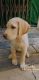 Labrador Retriever Puppies for sale in Mill Corner, Aurangabad, Maharashtra 431001, India. price: 12500 INR