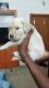 Labrador Retriever Puppies for sale in Poompuhar Nagar, Kolathur, Chennai, Tamil Nadu, India. price: 7000 INR