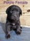 Labrador Retriever Puppies for sale in Boaz, AL, USA. price: $500