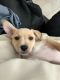Labrador Retriever Puppies for sale in Homestead, FL, USA. price: $500