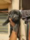 Labrador Retriever Puppies for sale in Jaipur, Rajasthan, India. price: 15000 INR