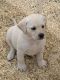 Labrador Retriever Puppies for sale in Phoenix, AZ, USA. price: NA