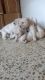 Labrador Retriever Puppies for sale in Daroga Kera Marg, Chandra Shekhar Azad Nagar colony, Miranpur Pinvat, Uttar Pradesh 226401, India. price: 68 INR