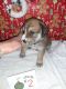 Labrador Retriever Puppies for sale in Wise, VA 24293, USA. price: $200